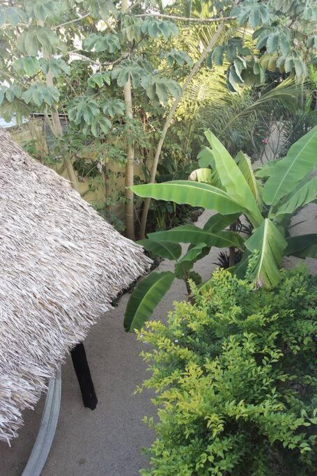 Apartamento Casa Venado, By Jungla Bacalar Exterior foto